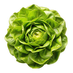 Obraz premium Green butter lettuce top view isolated on transparent background