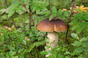 Wild cep mushroom growing in a lush green forest surrounded by leafy plants
