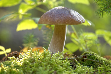 cep mushroom growing in a lush forest environment with sunlight filtering through the trees