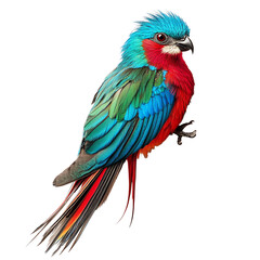 Fototapeta premium Colorful quetzal perched. on transparent background