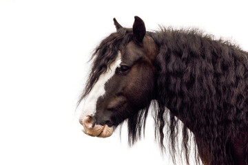 Portrait of miniature tinker ponies isolated on white background