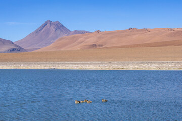 Driving east on Route 27 in the Atacama Desert you see amazing sights like the stunning Acamarachi Volcano - Volcán Acamarachi.