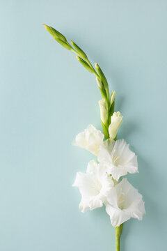 A white gladiolus flower on a pale blue background.