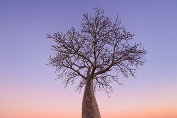 Baobab tree at dusk. © Boy