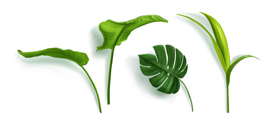Green realistic tropical leaves - monstera, elephant ear and sugar cane or grass isolated on white background. Vector set of tropic plant for exotic summer and botanical jungle decoration design © klyaksun