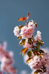 Cherry Blossoms in Spring