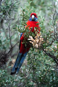 Crimson rosella perched in foliage.