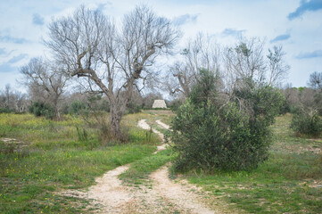 Una strada di campagna conduce a una pajara, tipica costruzione rurale del Salento, ungo il Cammino del Salento che da Lecce porta a Santa Maria di Leuca