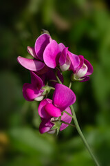 Closeup of flowers of Everlasting Pea (Lathyrus latifolius) in a cottage garden in mid summer