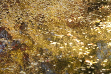 reflection of autumn