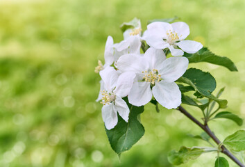 Blooming apple tree flowers in the sunlight. Natural, bright, blurred background.