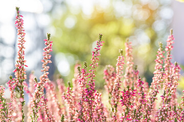 Beautiful, pink heather flowers in the sunlight. Bright, natural, defocused background. Selective focus.