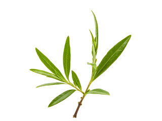 Fototapeta premium fresh olive branches with leaves isolated on white background closeup
