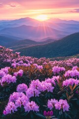 Fototapeta premium Purple Field Sunset