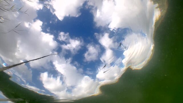 Underwater footage of River skaters (Aquarius najas) swimming on the surface of the lake. Estonia.