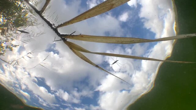 Two River skaters (Aquarius najas) swimming on the surface of the lake. Estonia. Underwater footage.