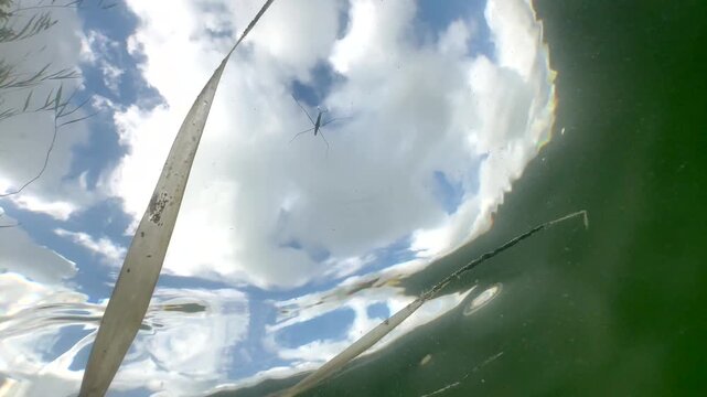 Underwater footage of River skaters (Aquarius najas) swimming on the surface of the lake, Estonia.