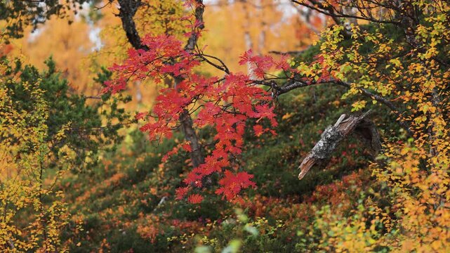 A close-up push-in shot of the bright-red rowan tree leaves. Colorful autumn forest in the background. Slow-motion parallax video.