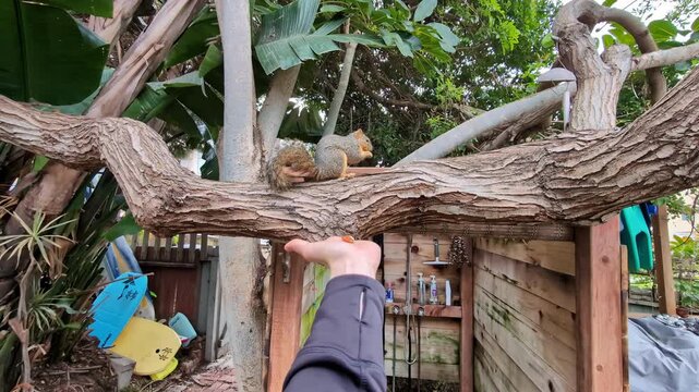 A person reaching up to feed a curious fox squirrel perched on a tree branch in a backyard setting