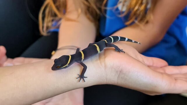A black and yellow-banded newt crawling on a person's hand, showing its vibrant colors and unique pattern