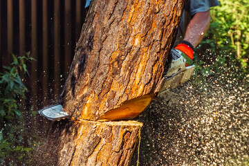Cutting down a large tree with a chainsaw, outdoor work