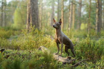 Fototapeta premium A hairless dog stands alert in a lush forest setting, its ears perked in the soft forest light.