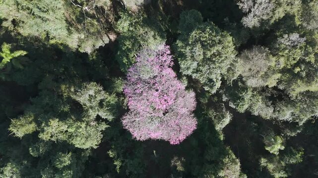 Drone overhead shot ascending to reveal a blooming pink lapacho tree in winter.