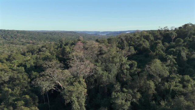 Drone flying over the vast Atlantic Forest in Misiones, Argentina, showcasing numerous blooming pink lapacho trees.