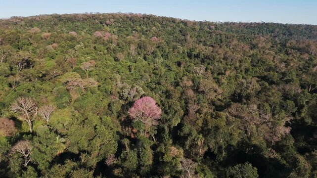Dense jungle with several blooming pink lapacho trees, captured by a drone.