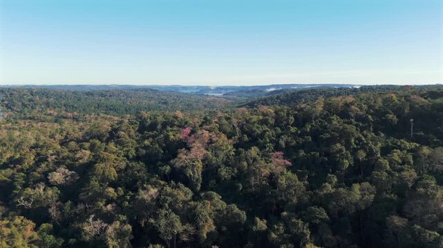 Paran&aacute; jungle with many blooming pink lapacho trees on a misty morning in Misiones, Argentina, South America.