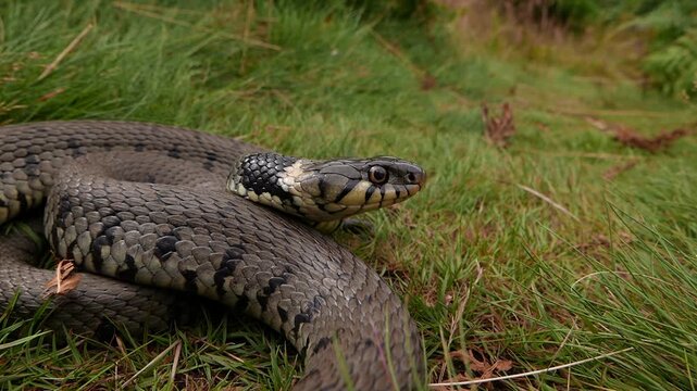 A Grass Snake, also known as the Barred Grass Snake, Natrix Helvetica. This individual is tasting the air with its tongue before moving off. Summer. British Isles.