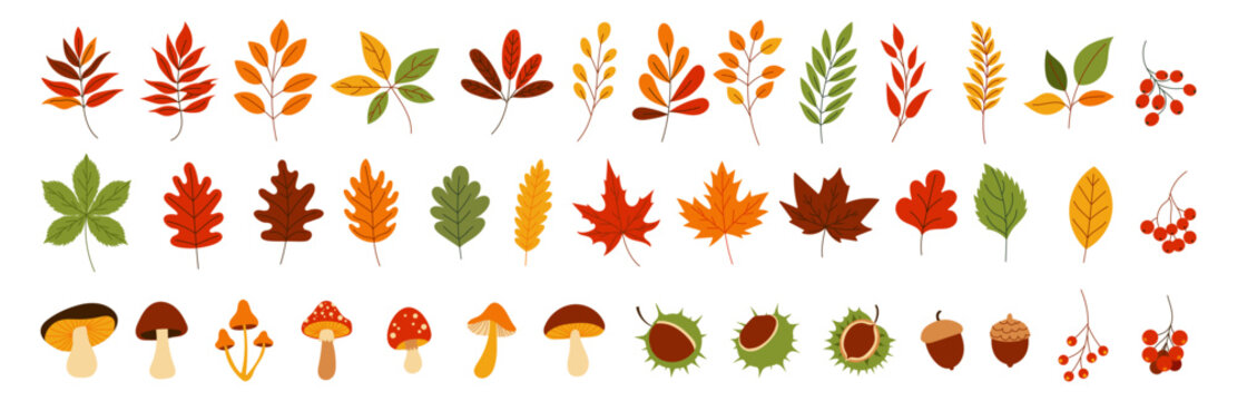 A collection of autumn leaves and mushrooms. The mushrooms are scattered throughout the image, with some in the foreground and others in the background. The leaves are of various sizes and shapes