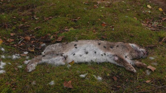 Flies on and around a dead rabbit. Summer. UK