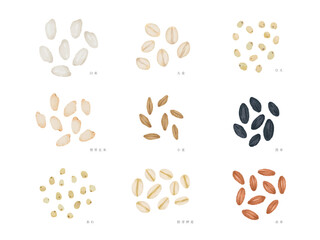 Fototapeta premium 米麦イラスト素材