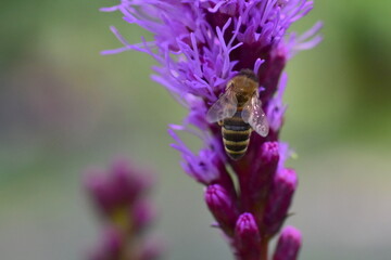 Biene auf einer Prachtscharte