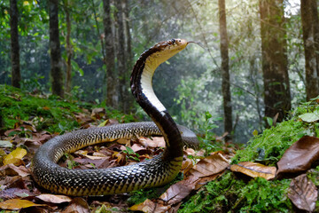 Fototapeta premium King cobra, beautiful animal in the nature 