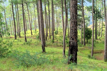 Burnt trees, Eco Park, Papparsalli, Almora, Uttarakhand, India, Asia