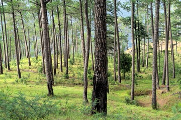 Naklejka premium Burnt trees, Eco Park, Papparsalli, Almora, Uttarakhand, India, Asia