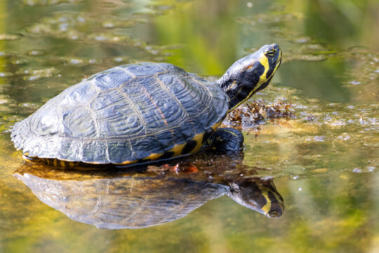 Schmuckschildkr&ouml;te
