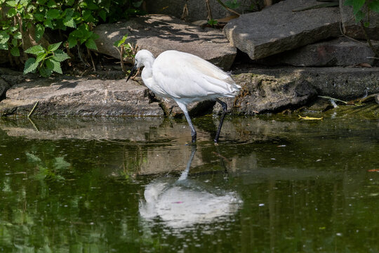 Kuhreiher