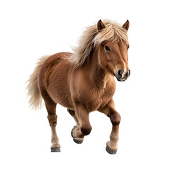 Obraz premium Friendly Shetland pony trotting. on transparent background