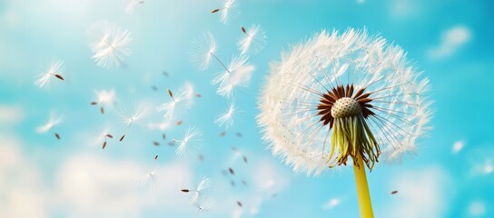 Dandelion flower with seeds flying away by wind at blue sky landscape background.