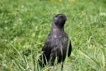Raven