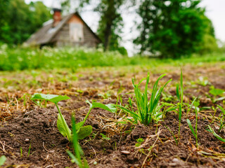Garden with vegetables in a grass field. Rural country area. Growing organic products for food consumption. Agriculture and farming industry. Nobody. Country style life.