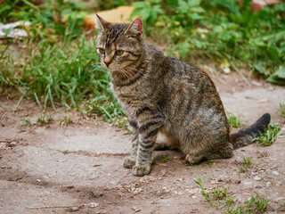 Small slim tabby cat in green grass in a rural country area. Village pet in nature environment. Little predator hunting in wild