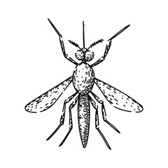 virus mosquito hand drawn. insect control, prevention repellant, breeding larvae virus mosquito vector sketch. isolated black illustration