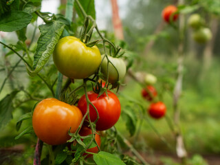 A bunch of tomatoes hanging from a plant. The tomatoes are red, yellow, and green. Concept of abundance and freshness, as the tomatoes are ripe and ready to be picked. Organic garden product