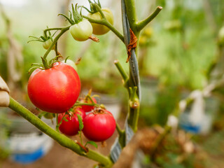 A bunch of tomatoes hanging from a plant. The tomatoes are red, yellow, and green. Concept of abundance and freshness, as the tomatoes are ripe and ready to be picked. Organic garden product