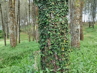 View of a tree covered in climbing leaves.Trees in the forest 