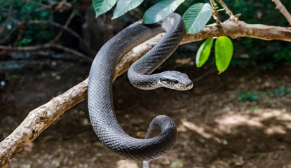 Obraz premium Black mamba black background from branch down 